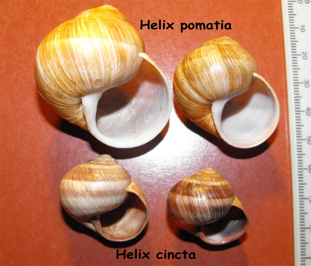 Helix pomatia ed Helix cincta